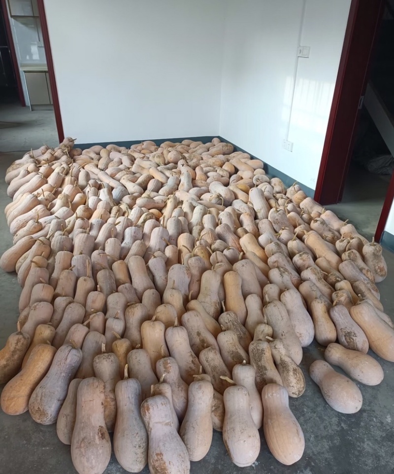 海南南瓜精品密本南瓜基地一手货源可视频看货