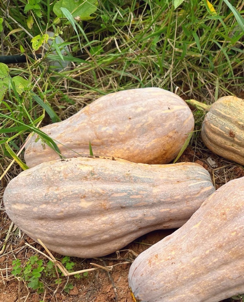 海南南瓜精品密本南瓜基地一手货源可视频看货