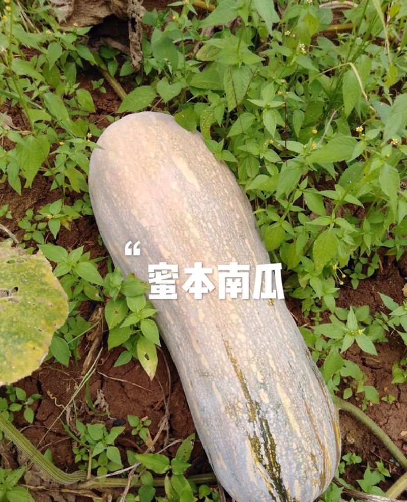 海南南瓜精品密本南瓜基地一手货源可视频看货