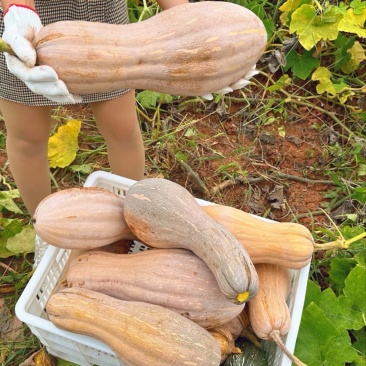 好货推荐南瓜精品密本南瓜基地一手货源可视频看货
