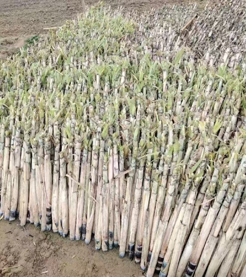 广西甘蔗苗黑皮甘蔗苗，黄皮甘蔗苗，各种甘蔗种苗量大从优