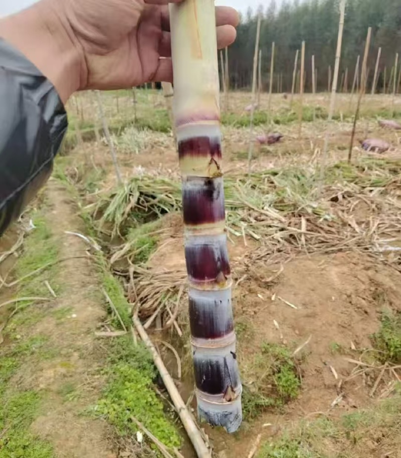 广西甘蔗苗黑皮甘蔗苗，黄皮甘蔗苗，各种甘蔗种苗量大从优