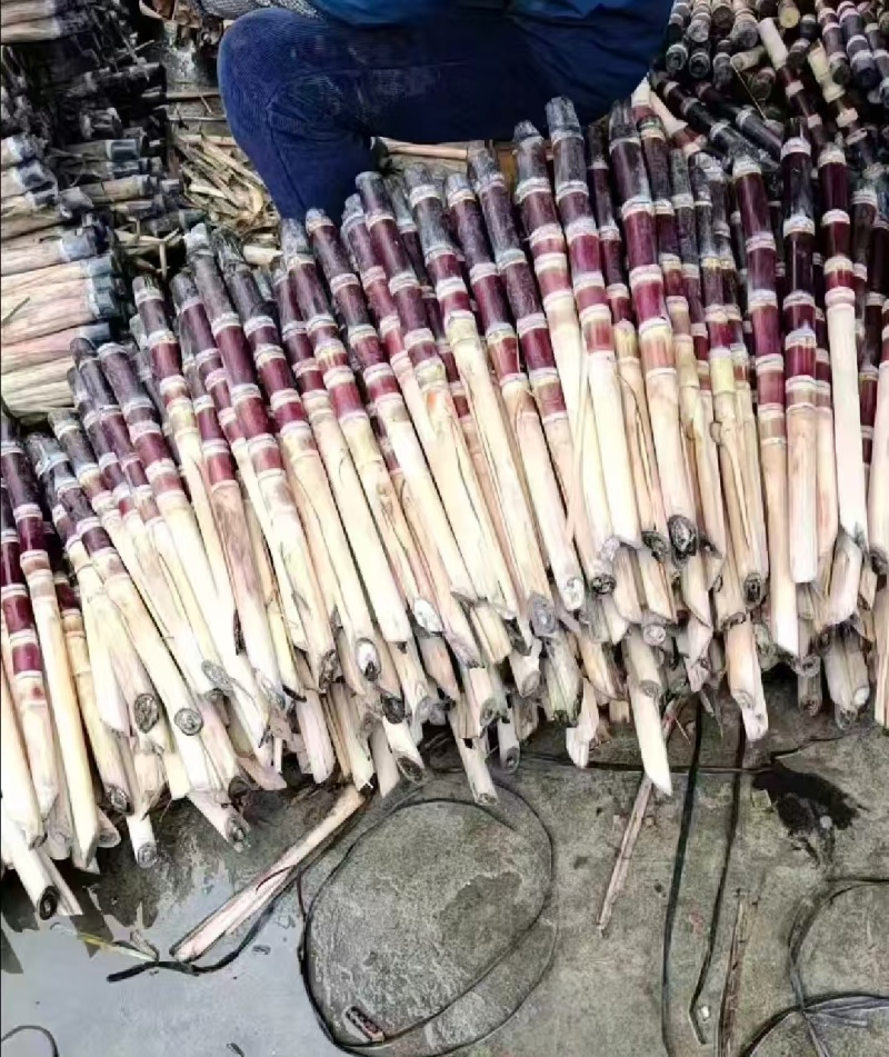 广西甘蔗苗黑皮甘蔗苗，黄皮甘蔗苗，各种甘蔗种苗量大从优