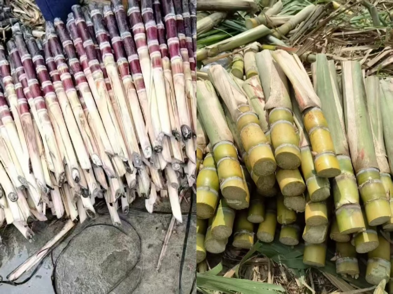 广西甘蔗苗黑皮甘蔗苗，黄皮甘蔗苗，各种甘蔗种苗量大从优