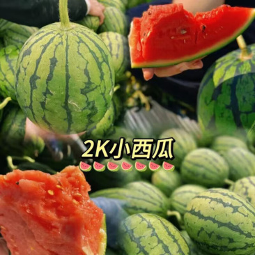 山东西瓜吊秧冰糖子全美2k小西瓜承接电商市场商超
