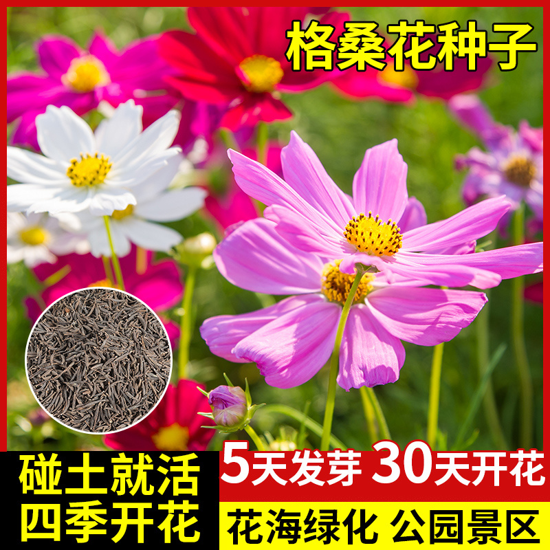 矮秆混色格桑花波斯菊种子品质保证服务周到产地直发价格美丽