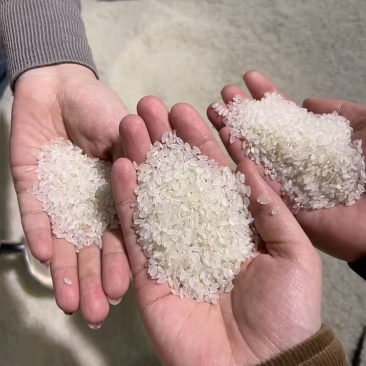 东北珍珠米