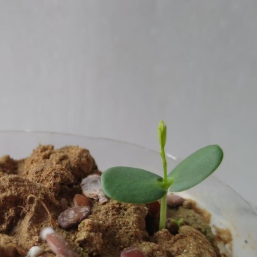 银合欢金合欢种子行道树荒山造林水土保持合欢花工程灌木护