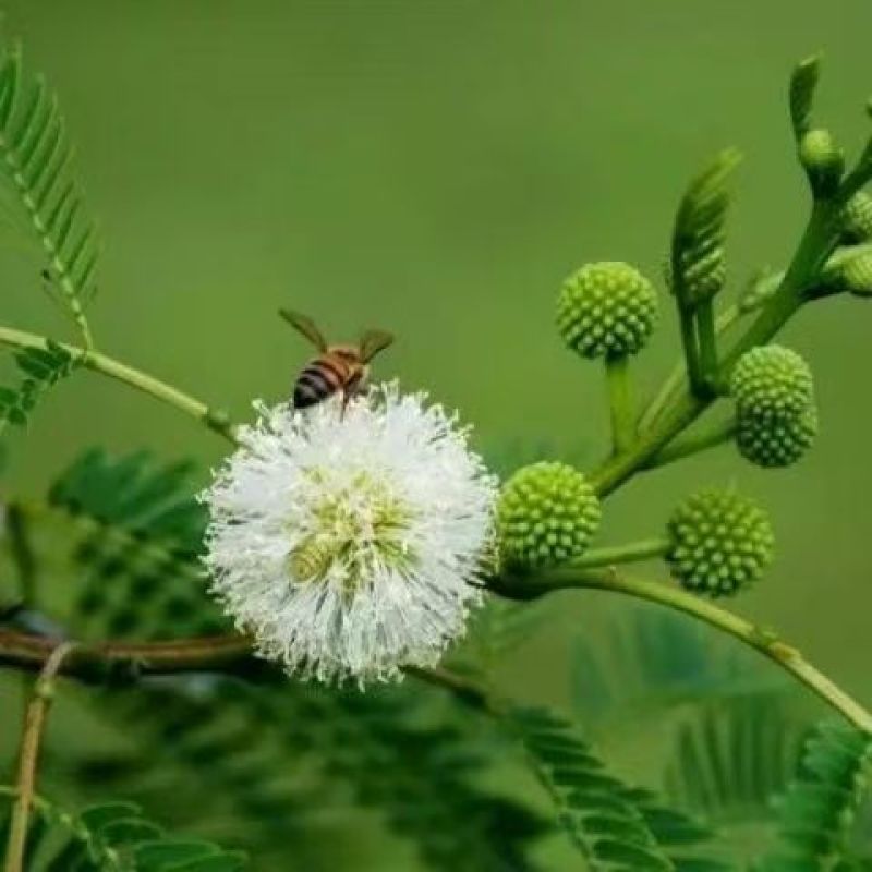 银合欢金合欢种子行道树荒山造林水土保持合欢花工程灌木护