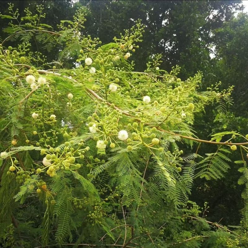 银合欢金合欢种子行道树荒山造林水土保持合欢花工程灌木护