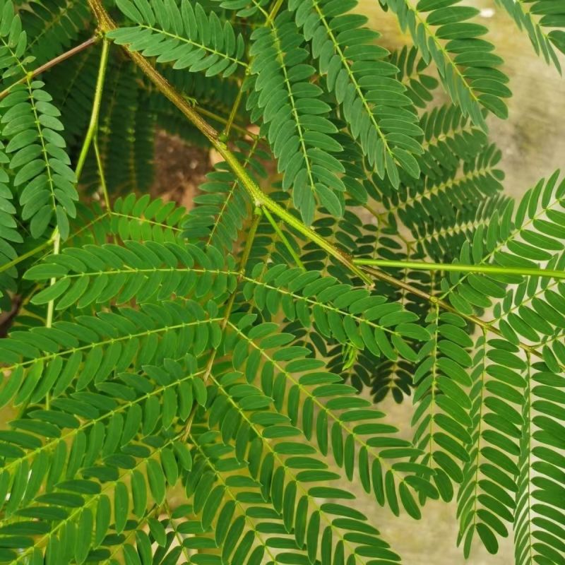 银合欢金合欢种子行道树荒山造林水土保持合欢花工程灌木护