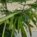 银合欢金合欢种子行道树荒山造林水土保持合欢花工程灌木护
