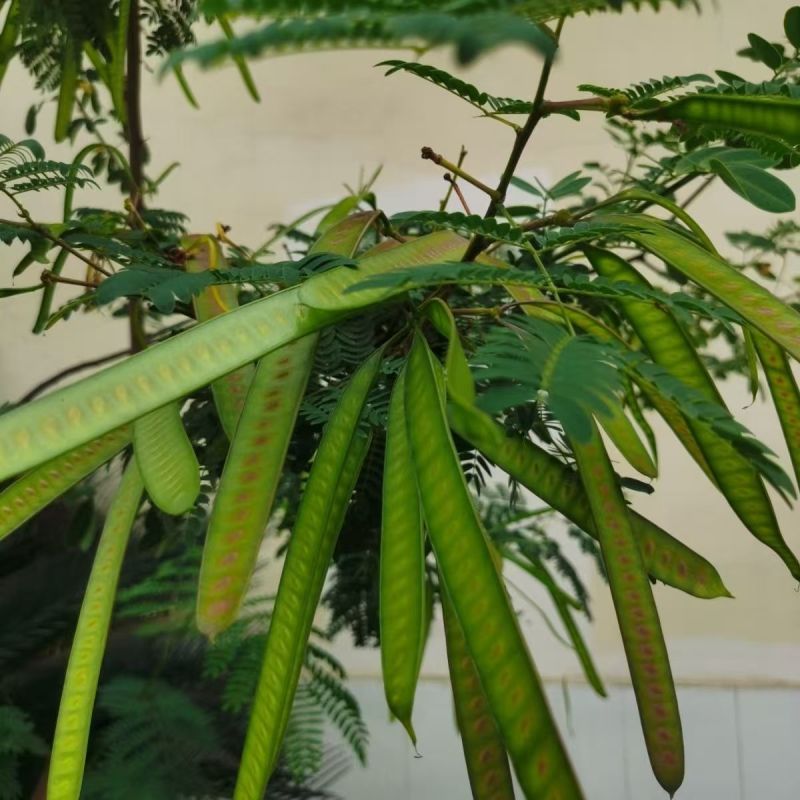 银合欢金合欢种子行道树荒山造林水土保持合欢花工程灌木护