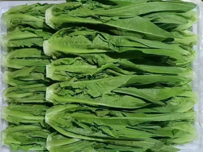油麦菜产地直销量大质优价格优惠支持视频看货欢迎采购