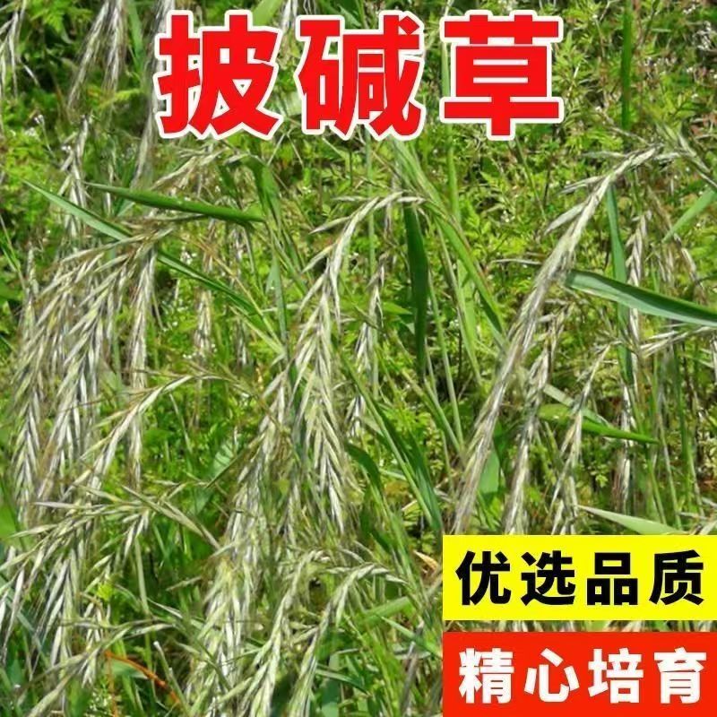 披碱草种子宽叶草种子耐旱耐盐碱草籽抗风沙抗寒园林草坪种子