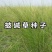 披碱草种子宽叶草种子耐旱耐盐碱草籽抗风沙抗寒园林草坪种子