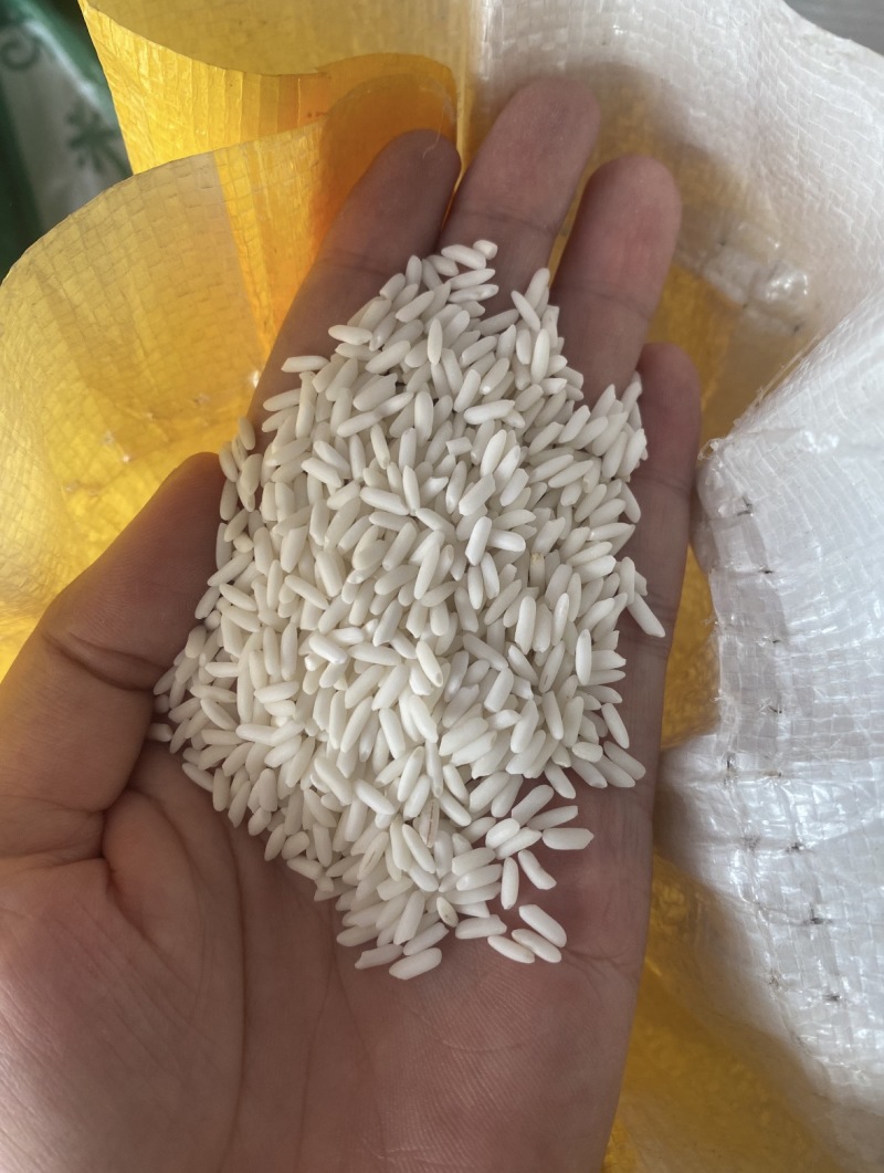 东北纯正糯稻