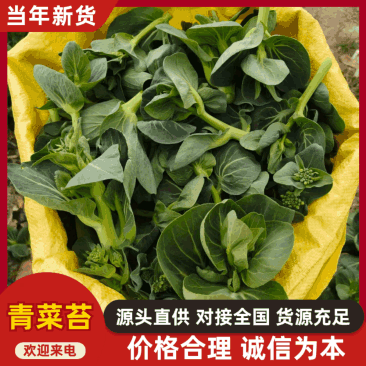 东台精品露天青菜苔产地直发对接商超批发市场全国发货