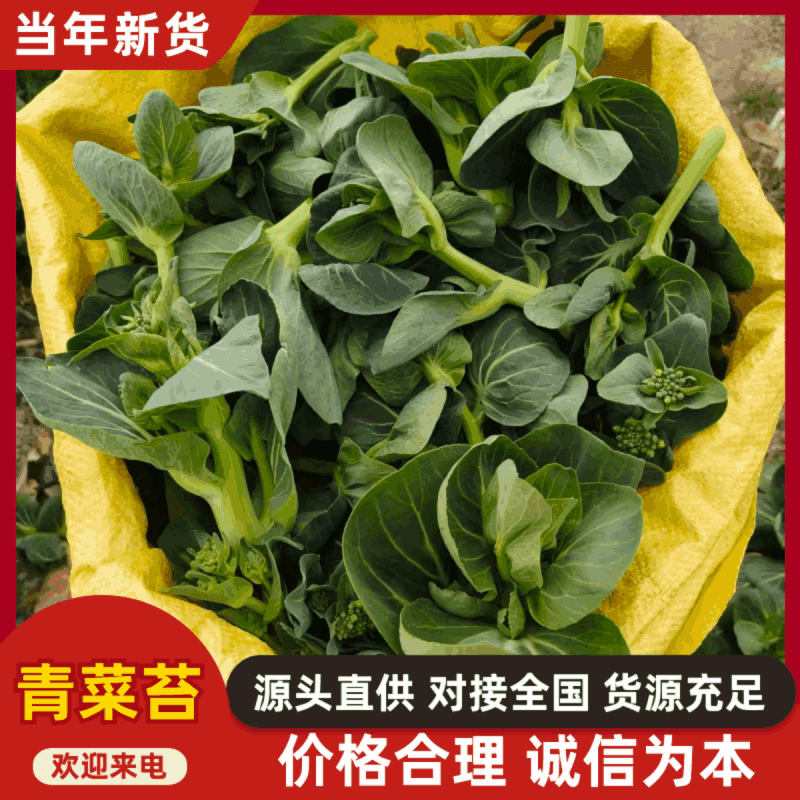 东台精品露天青菜苔产地直发对接商超批发市场全国发货