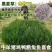 冬牧70黑麦草宽叶高产耐寒牧草种子鱼草种秒接单养牛草种猪