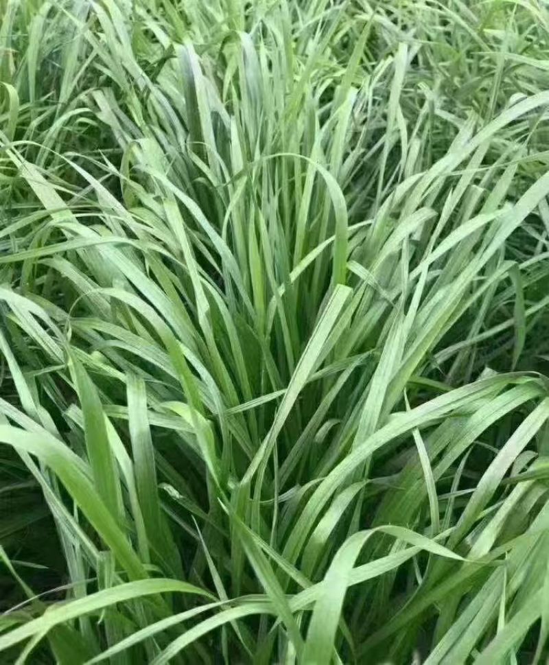 冬牧70黑麦草宽叶高产耐寒牧草种子鱼草种秒接单养牛草种猪
