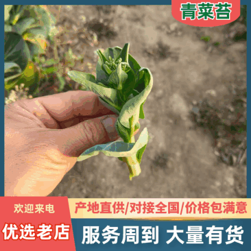 江苏东台精品露天青菜苔现割现发对接商超拟发市场