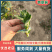 江苏东台精品露天青菜苔现割现发对接商超拟发市场
