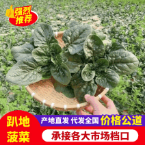 【发货极速】圆叶菠菜趴地菠菜对接全国物美价优欢迎来电