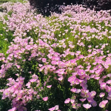 美丽月见草种子多年开花耐寒草坪四季开花秒接单新种易种易活
