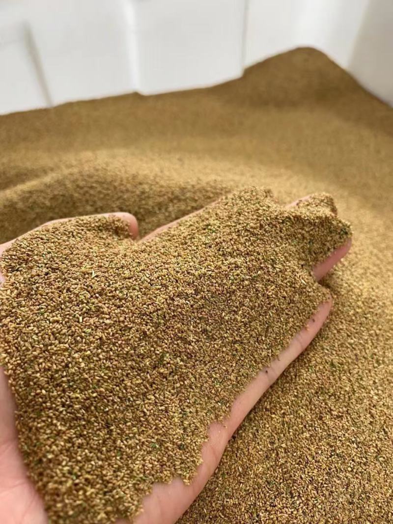 美丽月见草种子多年开花耐寒草坪四季开花秒接单新种易种易活