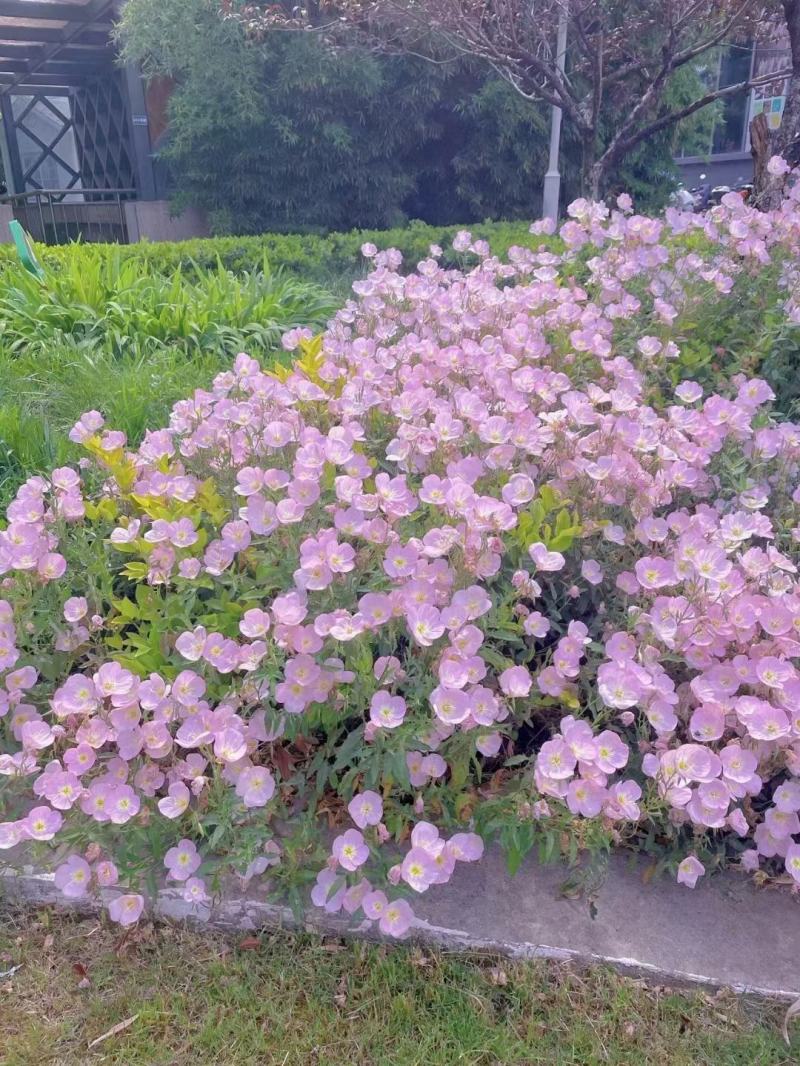 美丽月见草种子多年开花耐寒草坪四季开花秒接单新种易种易活