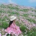 美丽月见草种子多年开花耐寒草坪四季开花秒接单新种易种易活