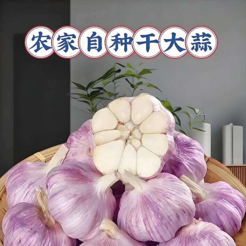 【紫皮蒜】26年新大蒜产地直销量大质优价格优欢迎采购