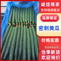 夏邑精品密刺油亮黄瓜质量好产地直发，价格实惠，欢迎联系咨