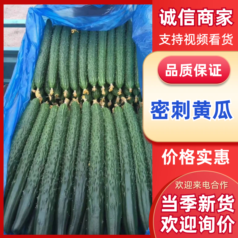 夏邑精品密刺油亮黄瓜质量好产地直发，价格实惠，欢迎联系咨