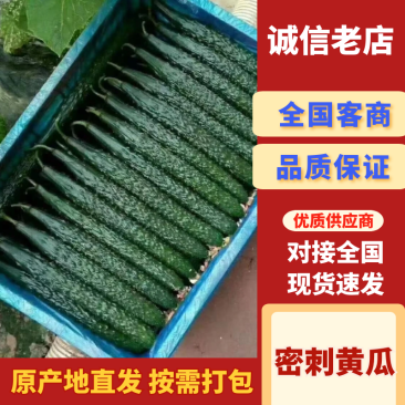 夏邑县密刺油亮绿瓤产地大量发货，干花带刺全国发货