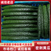 黄瓜夏邑密刺黄瓜产地直销现摘现发欢迎联系