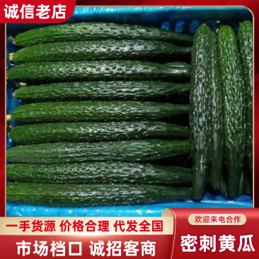 黄瓜夏邑密刺黄瓜产地直销现摘现发欢迎联系