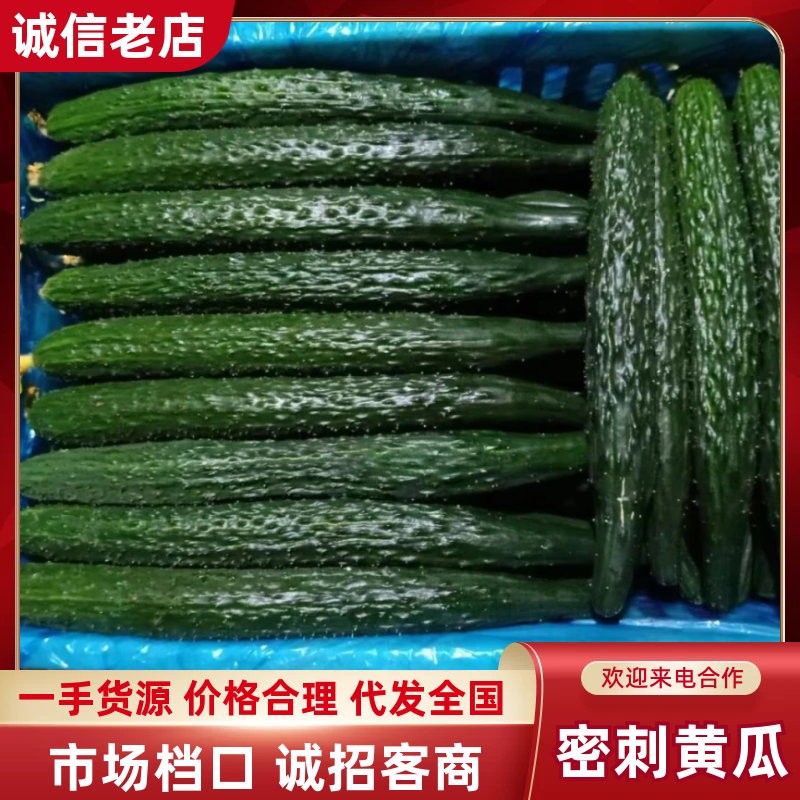 黄瓜夏邑密刺黄瓜产地直销现摘现发欢迎联系