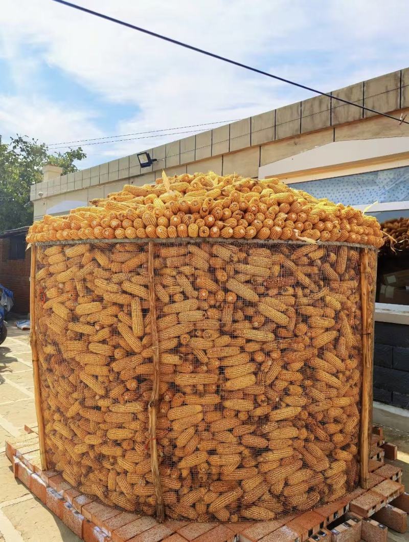 甜糯粘玉米