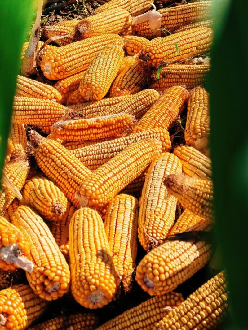 甜糯粘玉米