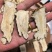 甘肃当归头芯片自家一手货源按需求分拣打包切片零售批发都可