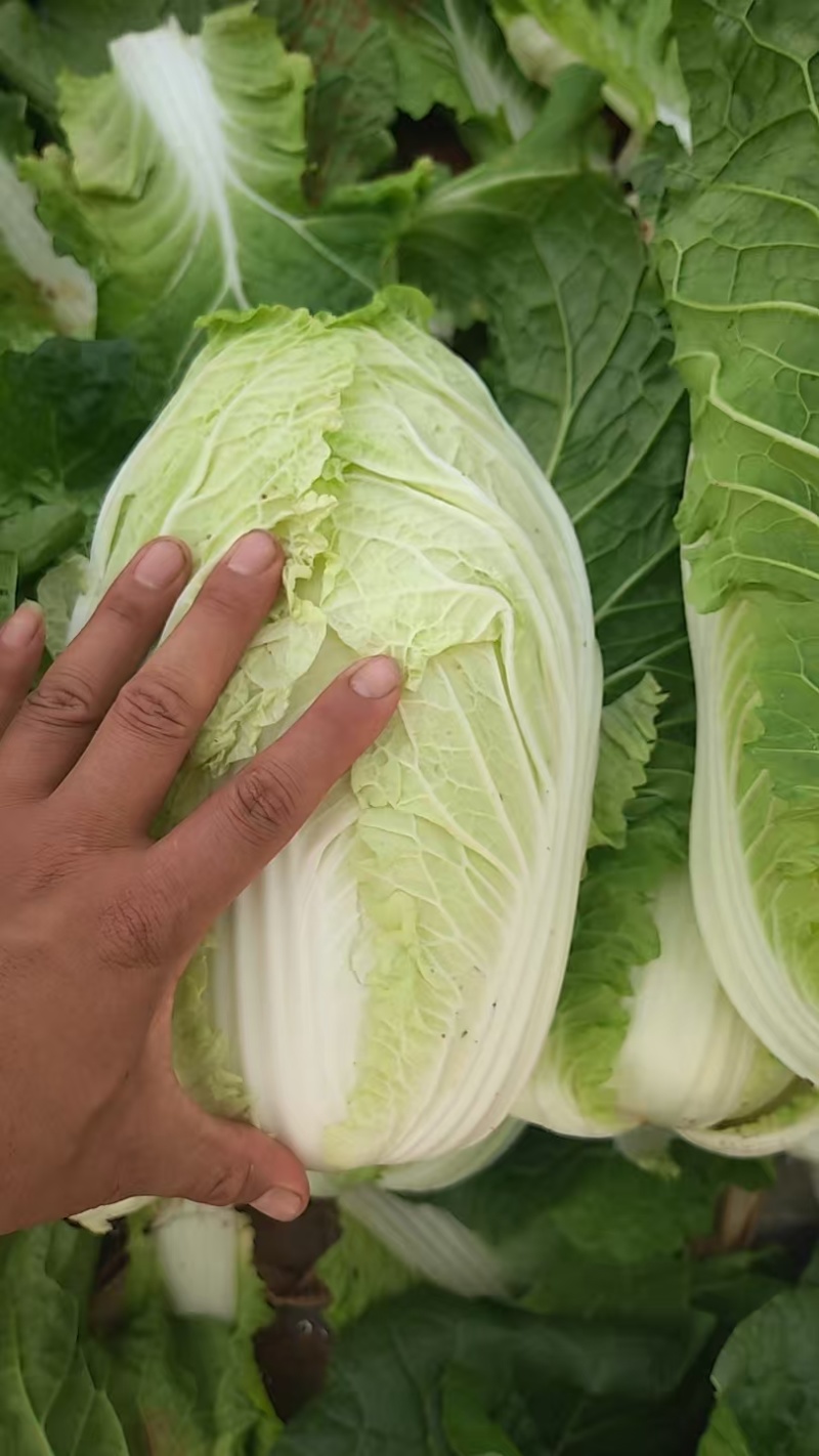 精品广西黄心大白菜/品质保证/产地直发/价格优惠