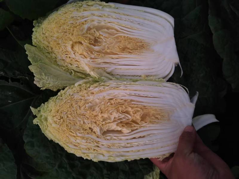精品广西黄心大白菜/品质保证/产地直发/价格优惠