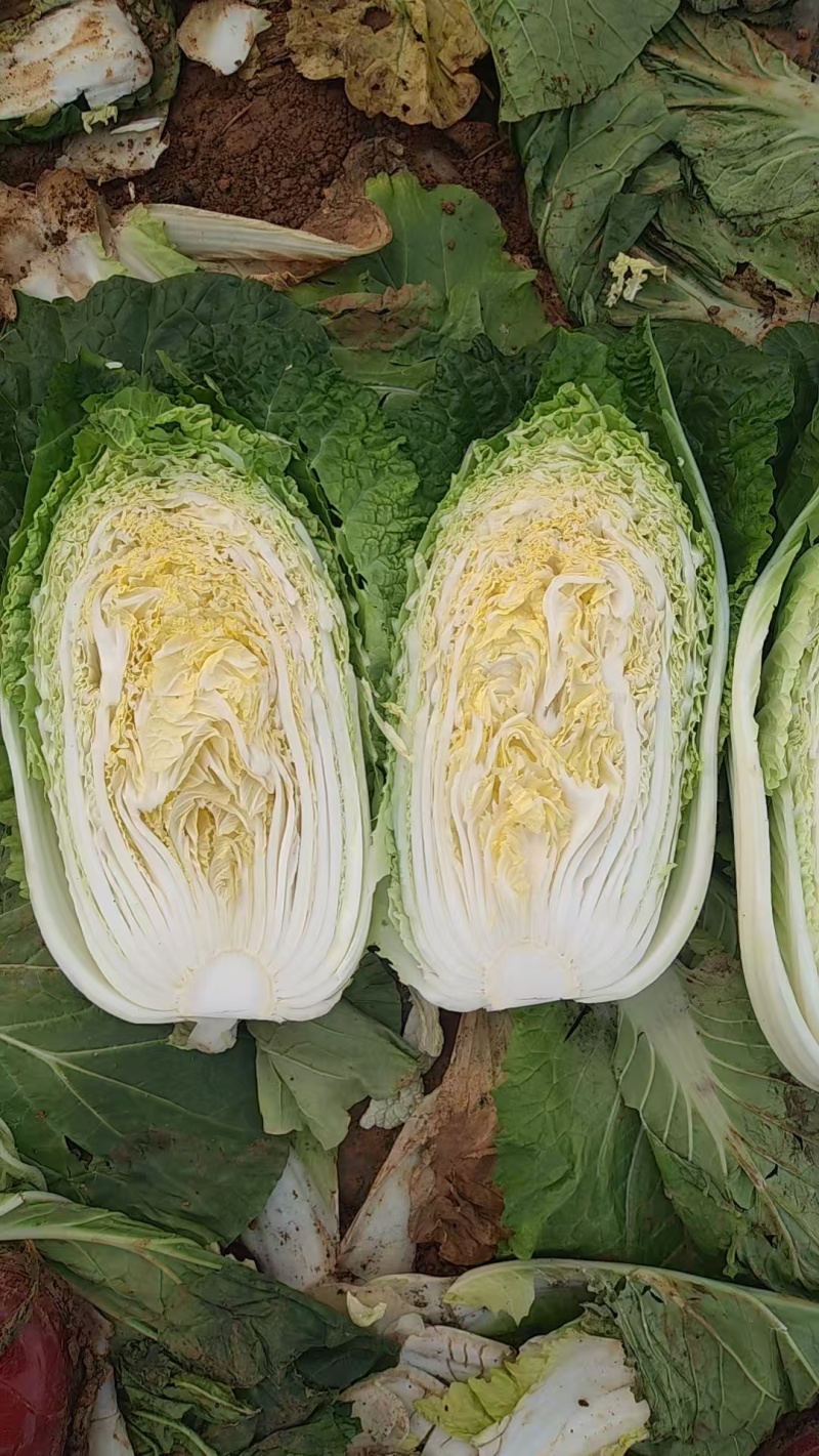 广西大白菜/产地直发/规格齐全/品质保证/欢迎电话联系