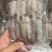 【精品】皮皮虾肉现货即发新鲜直达欢迎采购