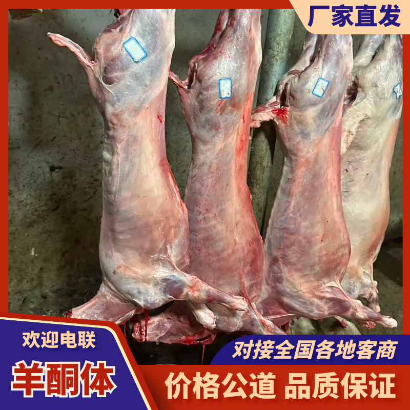 羊酮体羊肉厂家直发保质保量对接全国进店咨询