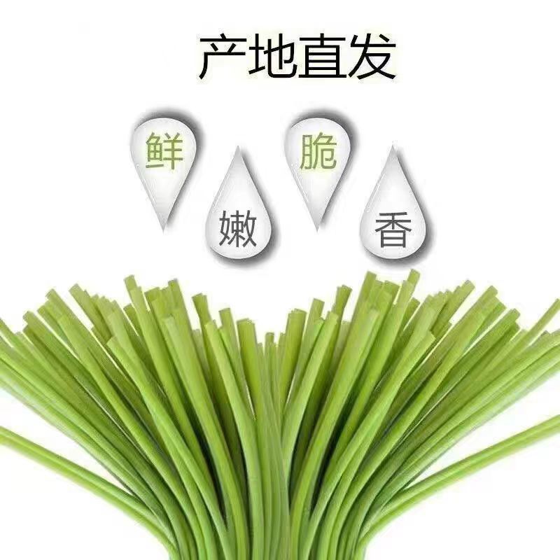 精品四川绵阳蒜苔新鲜上市，对接市场，档口，商超，量大从优