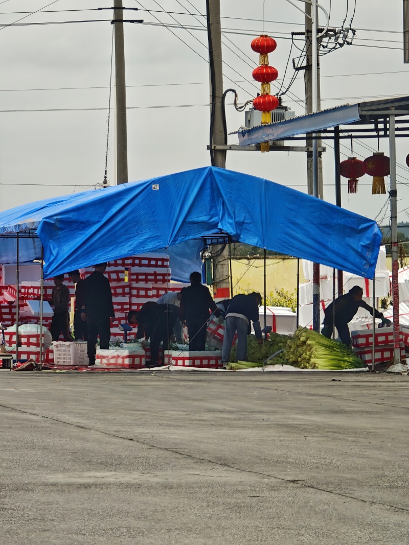 精品四川绵阳蒜苔新鲜上市，对接市场，档口，商超，量大从优