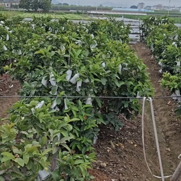 白心芭乐/量大从优/产地直供/欢迎前来选购/保质保量